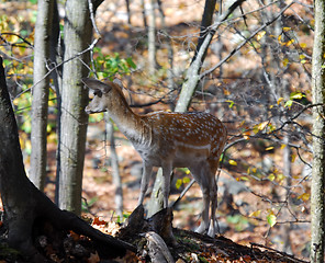 Image showing Fallow Deer (Dama dama)