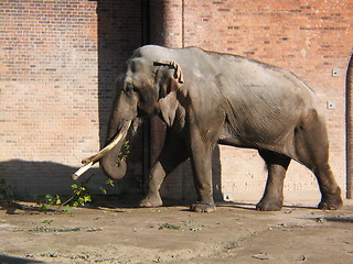 Image showing elephant