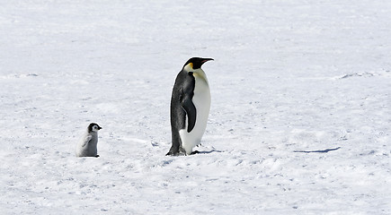 Image showing Emperor penguins