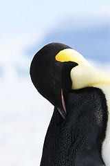 Image showing Emperor penguin