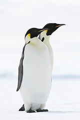 Image showing Emperor penguin