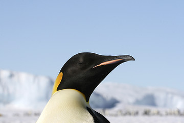 Image showing Emperor penguin