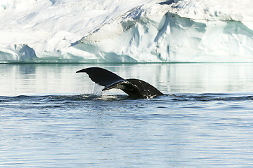 Image showing Tail of humpback