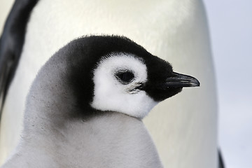 Image showing Emperor penguin