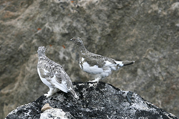 Image showing Ptarmigan on a rock