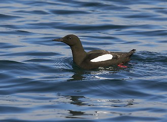 Image showing Black Guillemot