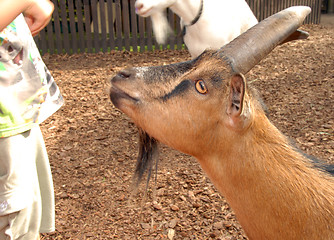 Image showing A brown goat