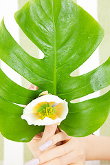 Image showing female hands with green leaf and flower