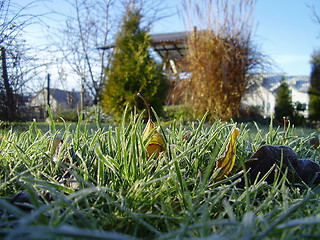 Image showing white frost on the grass