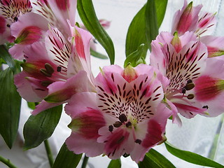 Image showing bloom