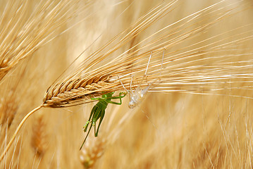 Image showing Grasshoppers on wheat ears