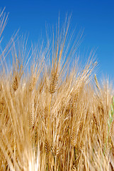 Image showing Wheat ears