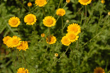 Image showing Meadow yellow flowers