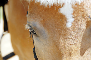 Image showing Horse eye closeup