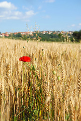 Image showing summer field