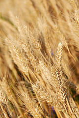 Image showing Wheat ears