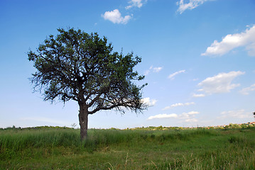 Image showing lonely tree