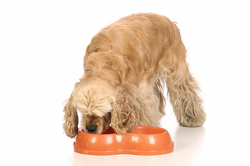 Image showing American Cocker Spaniel eating food