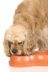 Image showing American Cocker Spaniel eating food