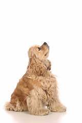 Image showing American Cocker Spaniel looking up