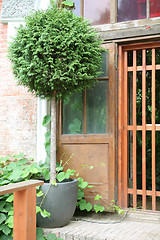 Image showing Cozy corner in Garden, Tuya in Pot