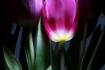 Image showing tulip with light