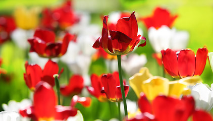 Image showing fresh tulip