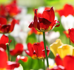 Image showing tulips