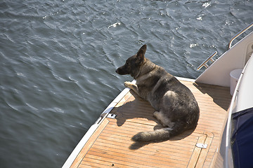 Image showing German Shepherd