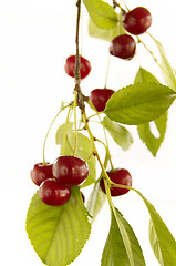 Image showing Red cherry on branch