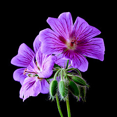 Image showing garden geranium (Ger. × magnificum)  