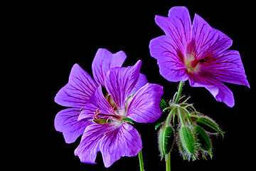 Image showing garden geranium (Ger. × magnificum)  