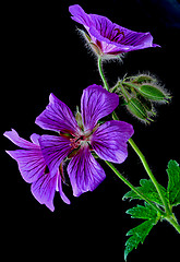 Image showing garden geranium (Ger. × magnificum)  