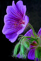 Image showing garden geranium (Ger. × magnificum)  