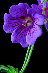 Image showing garden geranium (Ger. × magnificum)  