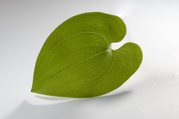 Image showing Single Green Leaf