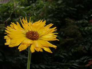 Image showing coneflower