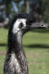 Image showing Emu