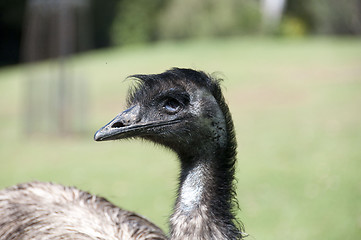 Image showing Emu