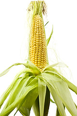 Image showing Corn cob