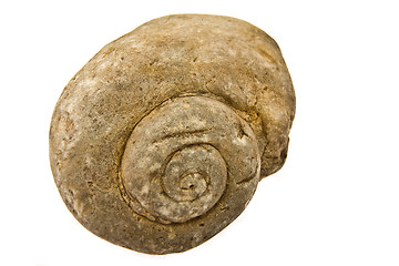 Image showing ammonite