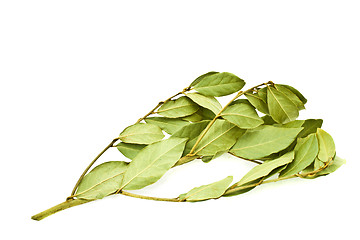 Image showing Laurel branch with leaves on a white background