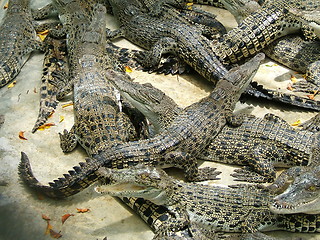 Image showing Alligators competition