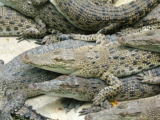 Image showing Many alligators