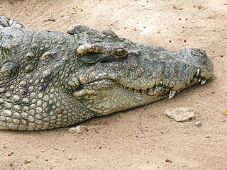 Image showing Alligator waiting