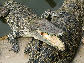 Image showing Dangerous alligator