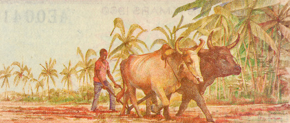 Image showing Plowing with Water Buffalo