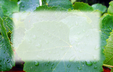 Image showing Frame of wet leaves