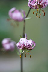 Image showing Martagon or Turks Cap Lilies.