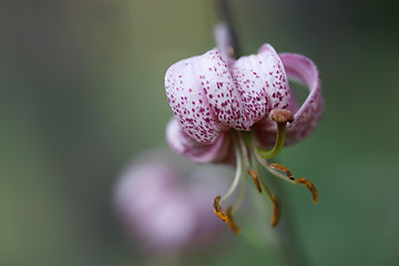 Image showing Martagon or Turks Cap Lily.